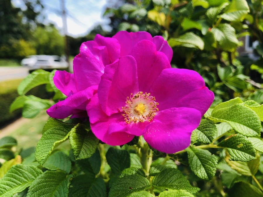 IMG_6967.jpg?type=w966