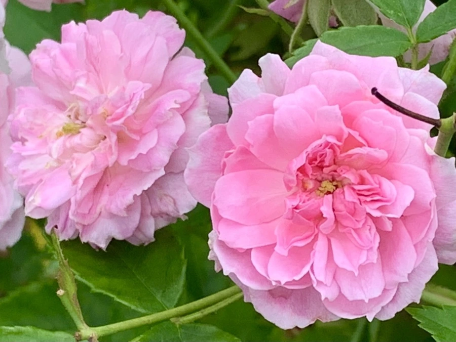 IMG_0424.jpg?type=w966