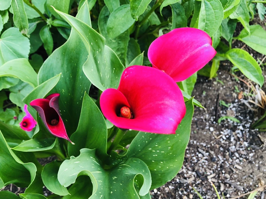 IMG_1343.jpg?type=w966