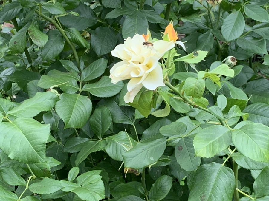 IMG_4201.jpg?type=w966