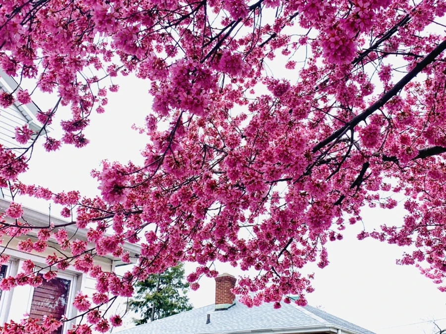 IMG_6284.jpg?type=w966