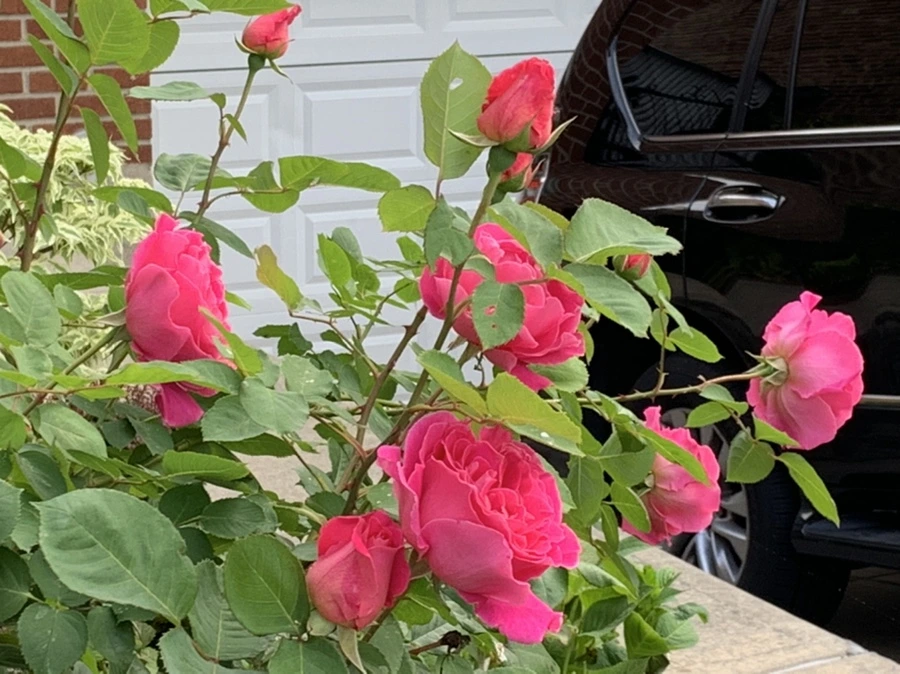 IMG_4968.jpg?type=w966