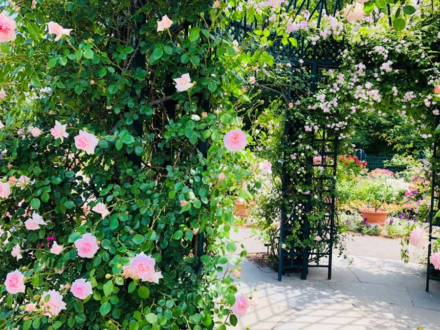 IMG_7170.jpg?type=w966