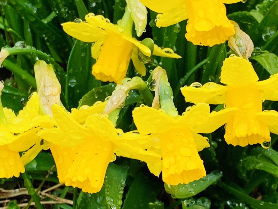 IMG_3708.jpg?type=w966