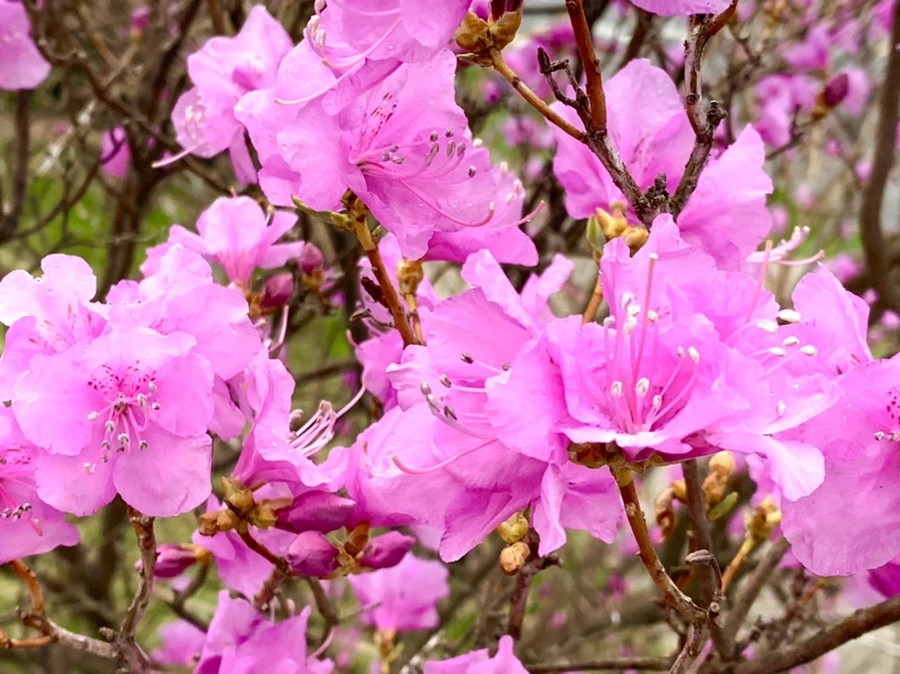 IMG_4793.jpg?type=w966