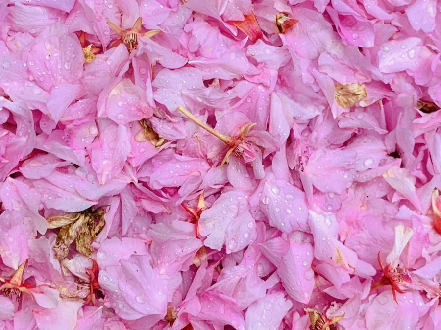 IMG_7282.jpg?type=w966