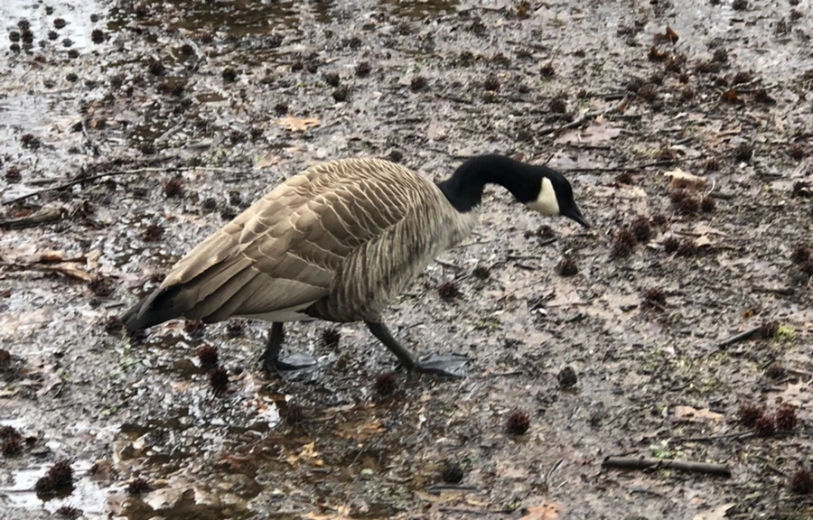 IMG_6551.jpg?type=w966