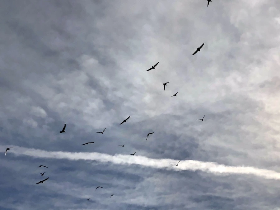 IMG_5728.jpg?type=w966