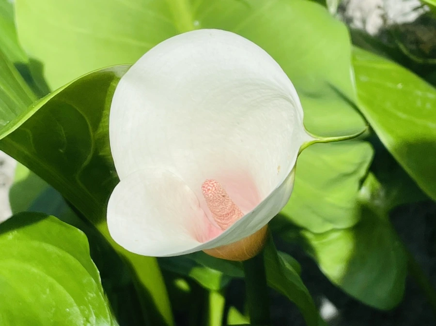 IMG_4218.jpg?type=w966