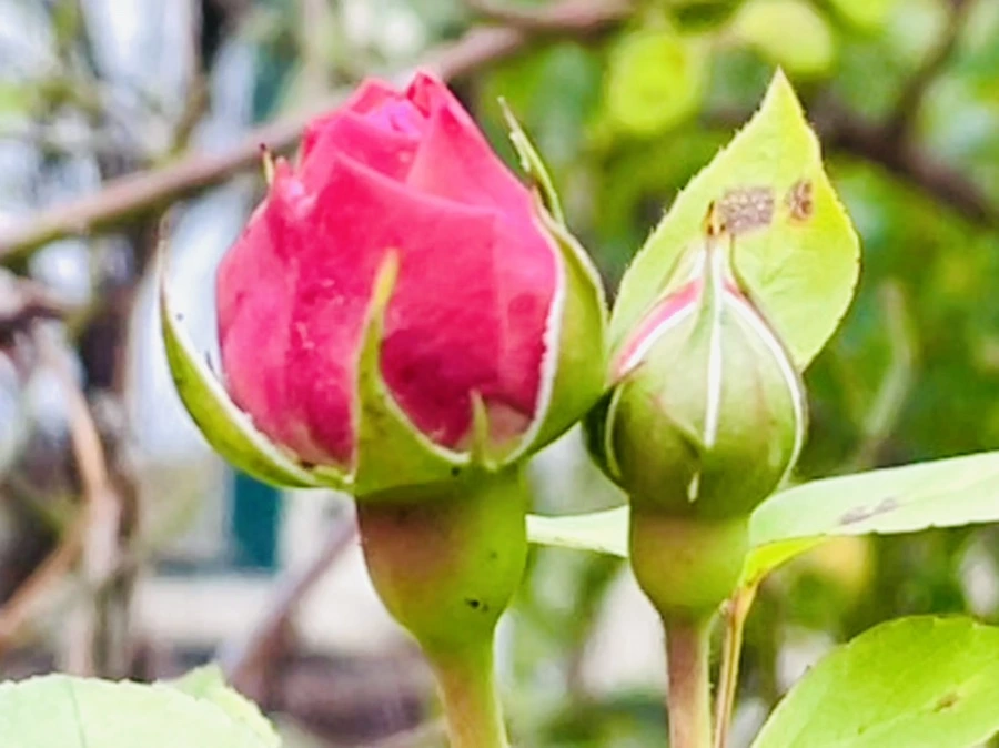 IMG_6198.jpg?type=w966