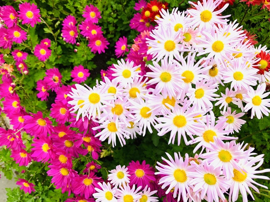 IMG_2454.jpg?type=w966