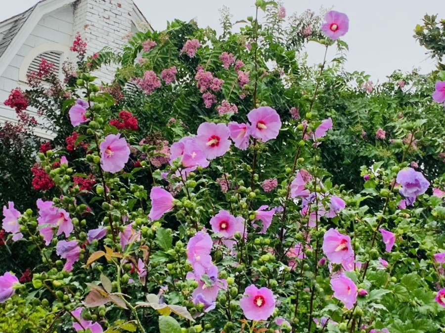 IMG_3822.jpg?type=w966