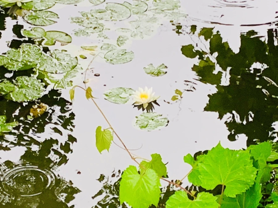 IMG_4599.jpg?type=w966