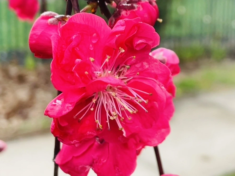 IMG_1279.jpg?type=w966