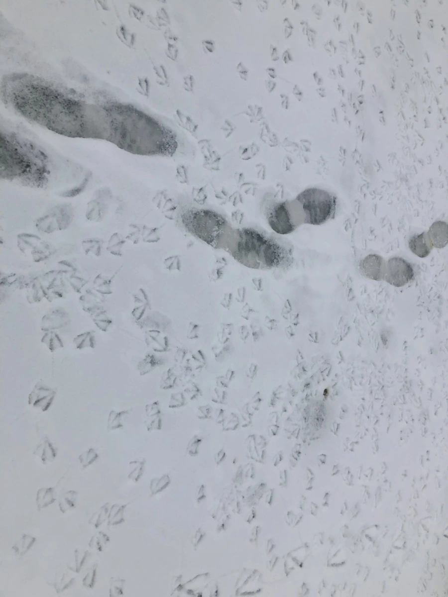 IMG_2553.jpg?type=w966