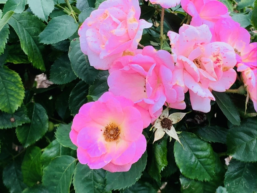 IMG_8713.jpg?type=w966