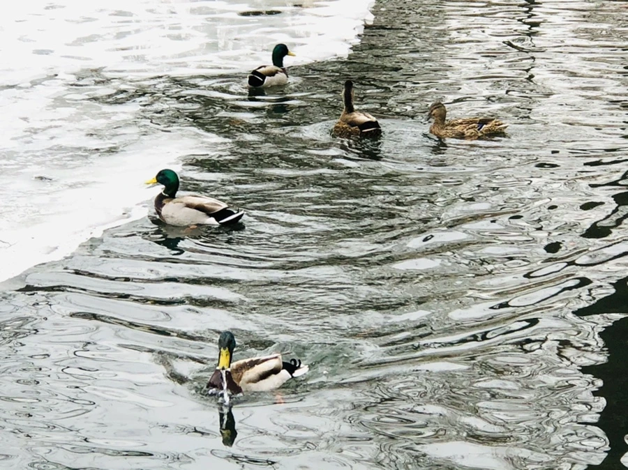 IMG_6258.jpg?type=w966