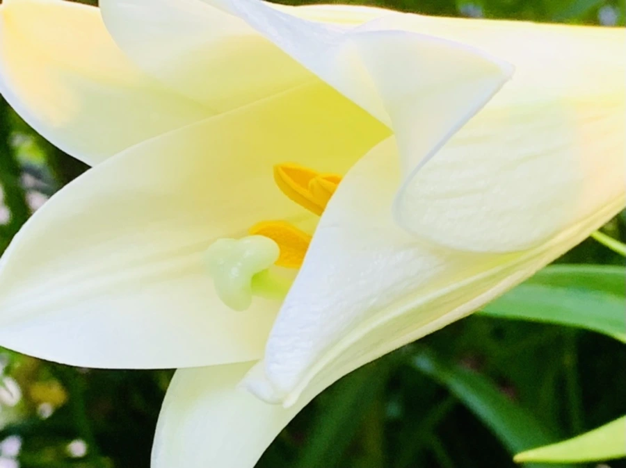 IMG_8743.jpg?type=w966