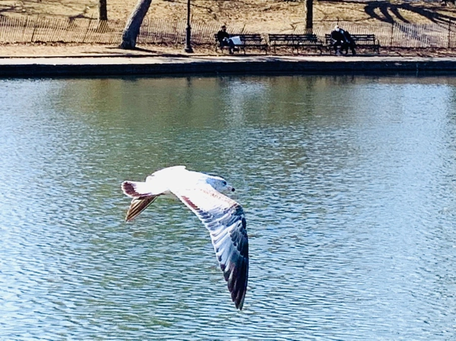 IMG_9386.jpg?type=w966