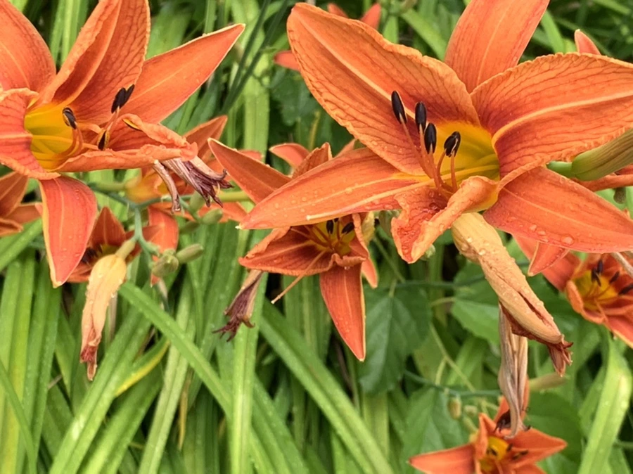 IMG_3582.jpg?type=w966