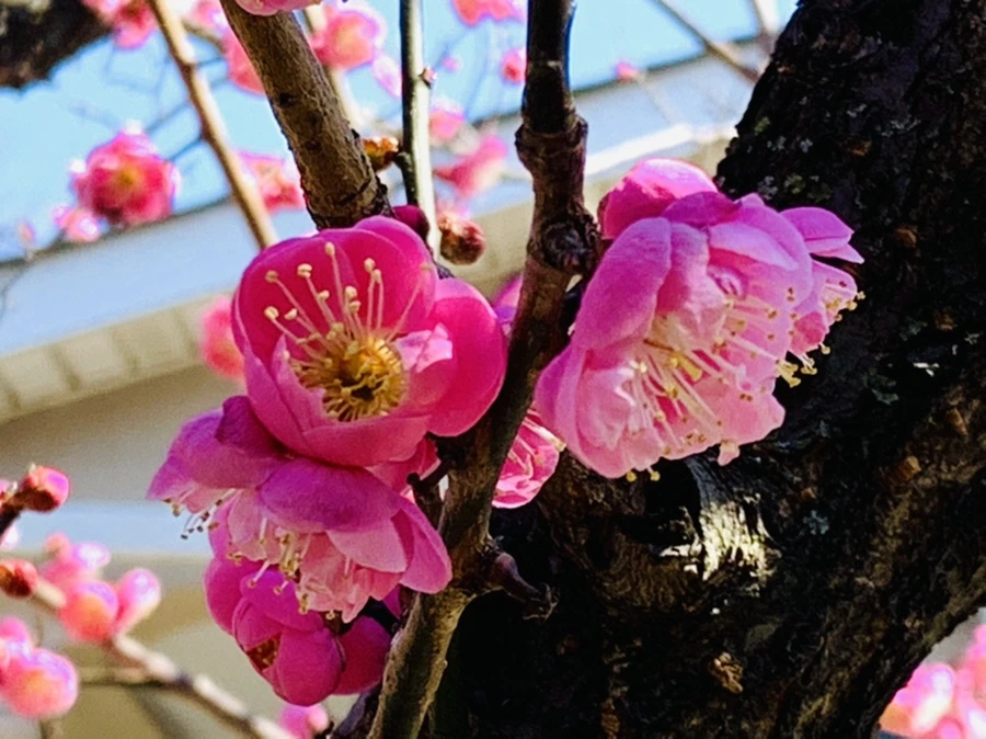 IMG_3041.jpg?type=w966