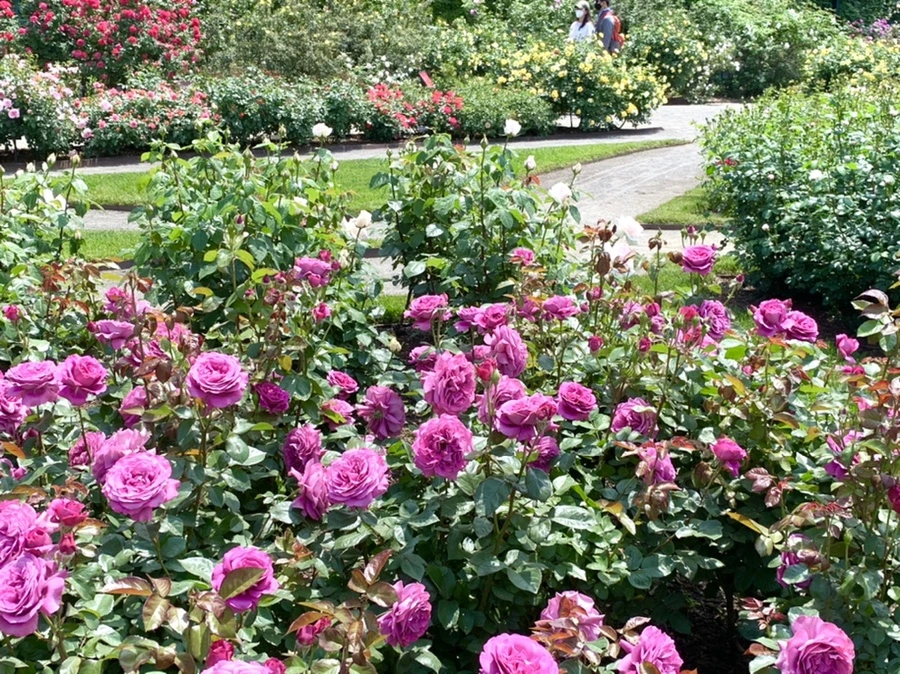 IMG_8476.jpg?type=w966