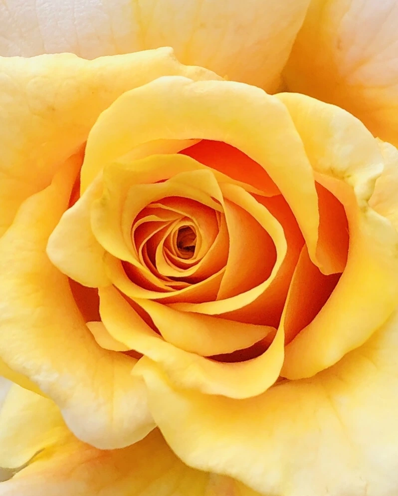 IMG_5935.jpg?type=w966