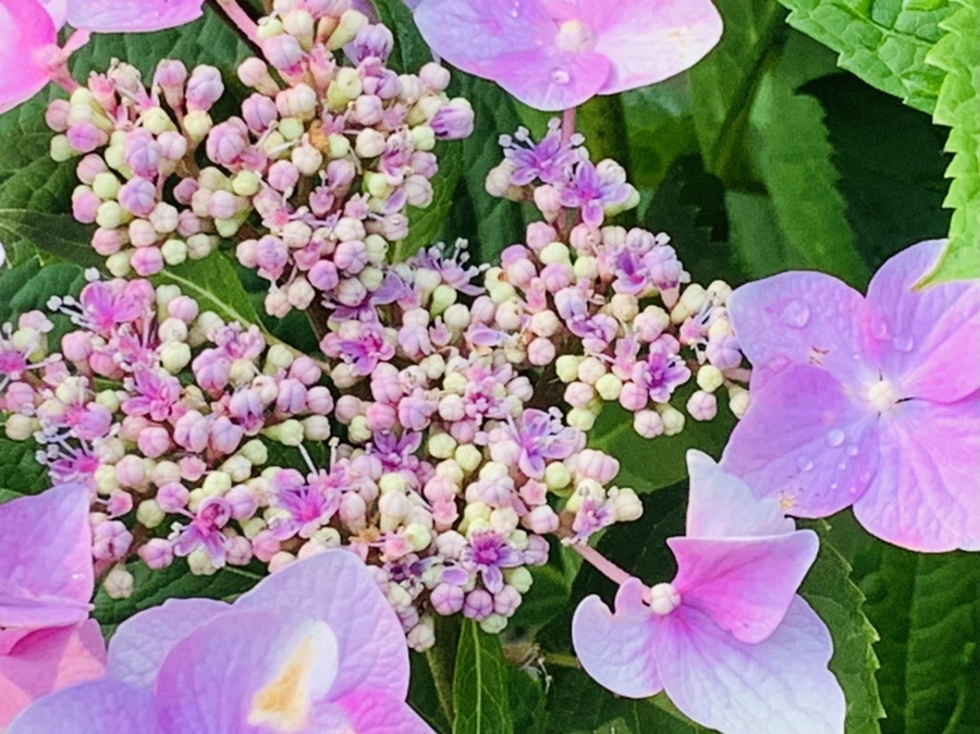 IMG_6044.jpg?type=w966