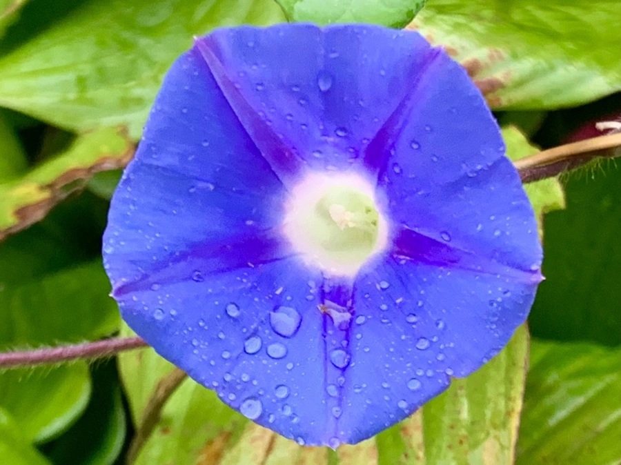 IMG_3671.jpg?type=w966