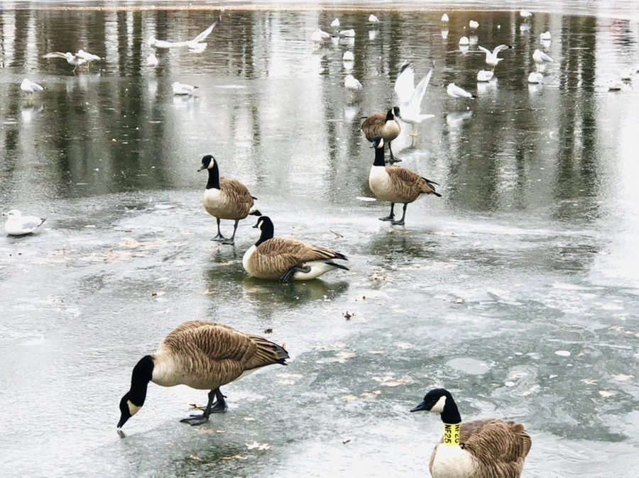 IMG_8293.jpg?type=w966