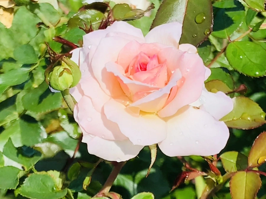 IMG_8439.jpg?type=w966