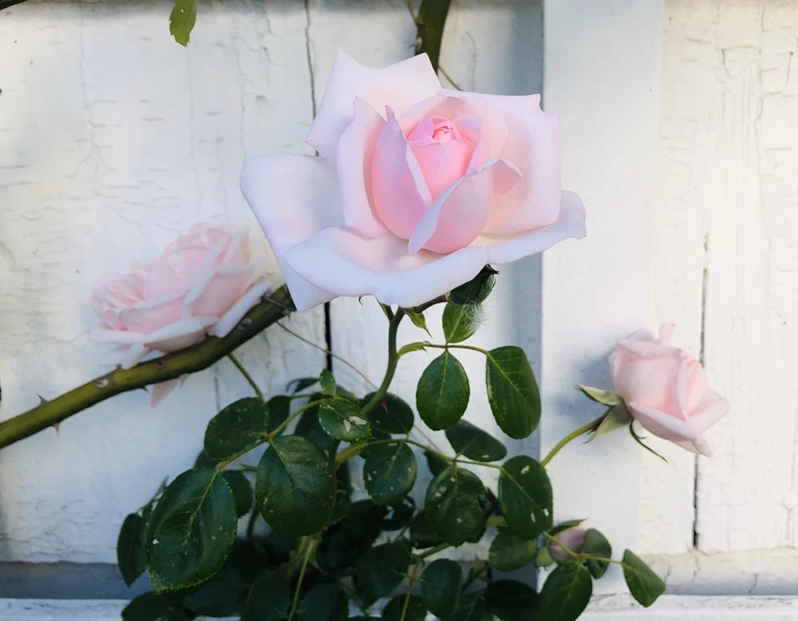 IMG_7775.jpg?type=w966