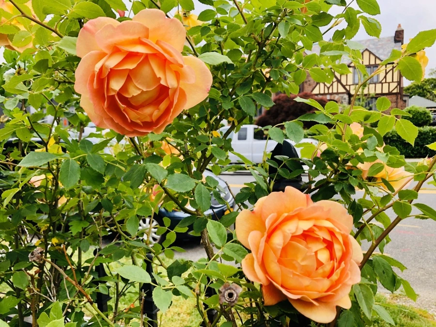 IMG_7559.jpg?type=w966