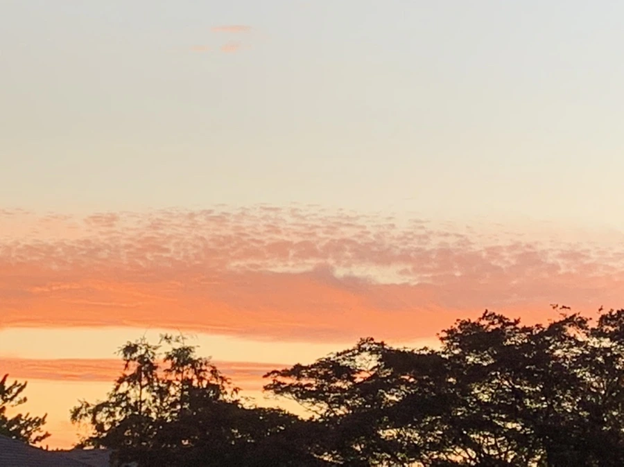 IMG_8201.jpg?type=w966