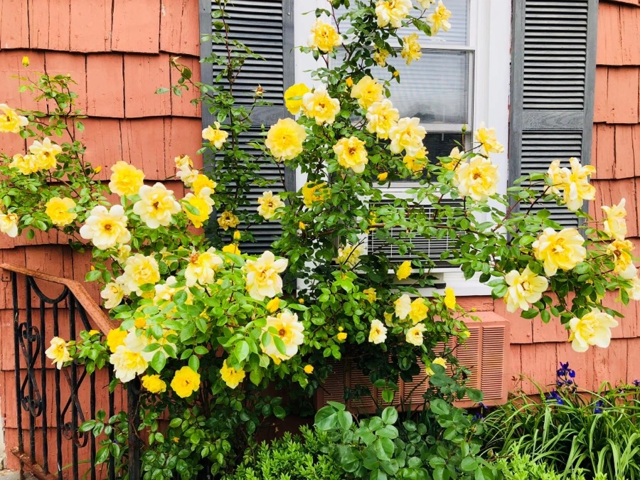 IMG_6140.jpg?type=w966