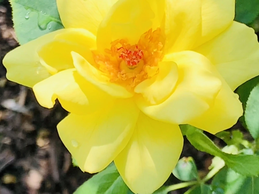 IMG_8508.jpg?type=w966