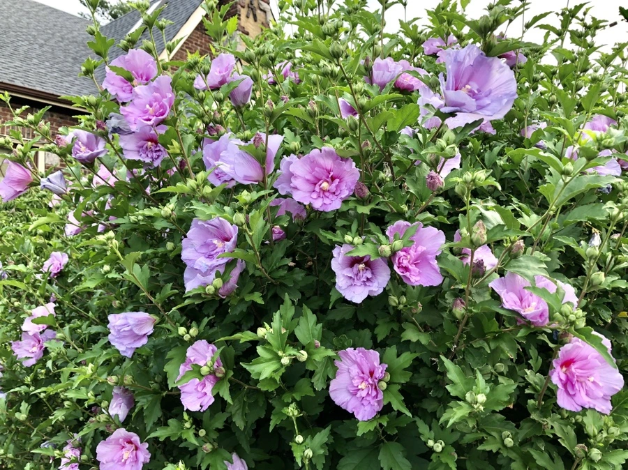 IMG_1595.jpg?type=w966