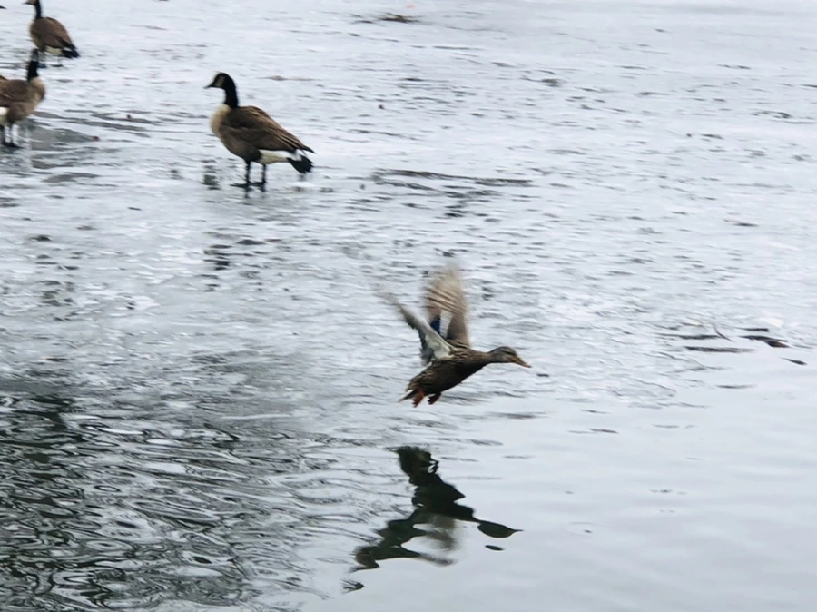 IMG_6198.jpg?type=w966