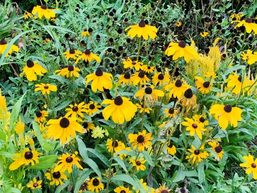 IMG_6964.jpg?type=w966