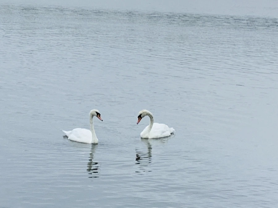 IMG_6986.jpg?type=w966