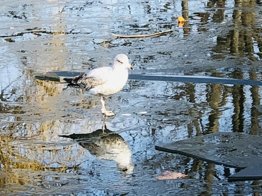 IMG_4695.jpg?type=w966