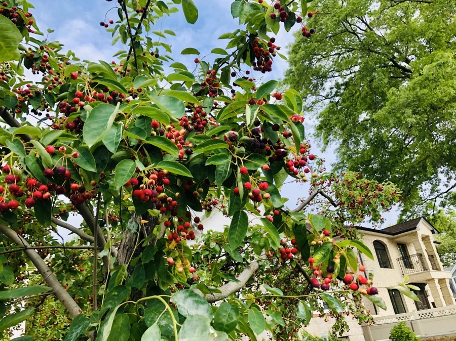 IMG_8857.jpg?type=w966