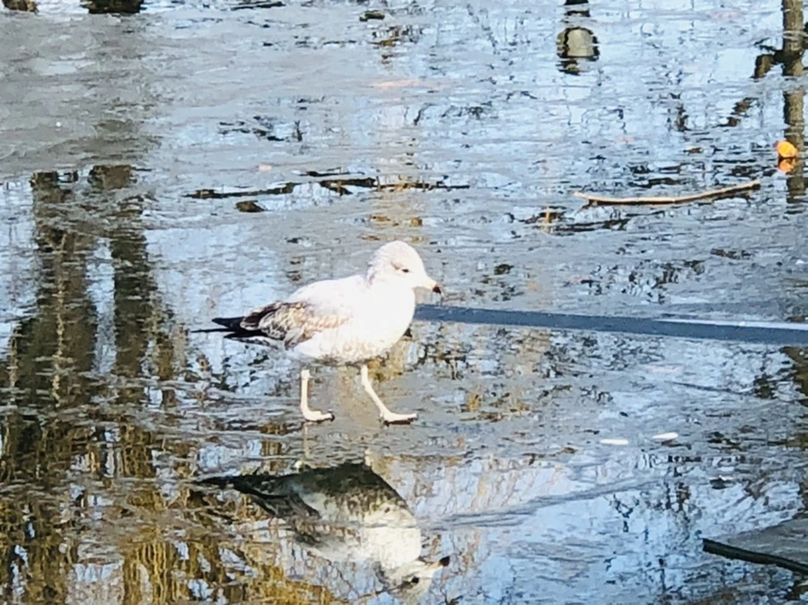 IMG_4693.jpg?type=w966