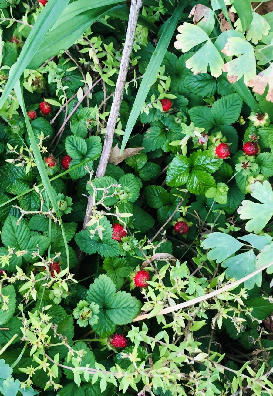 IMG_9505.jpg?type=w966