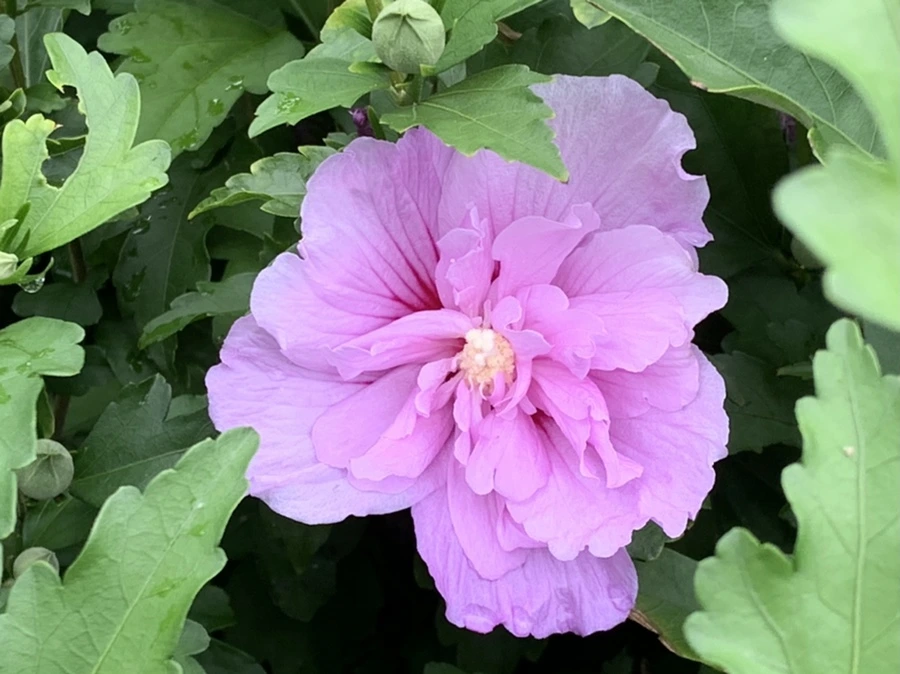 IMG_9103.jpg?type=w966