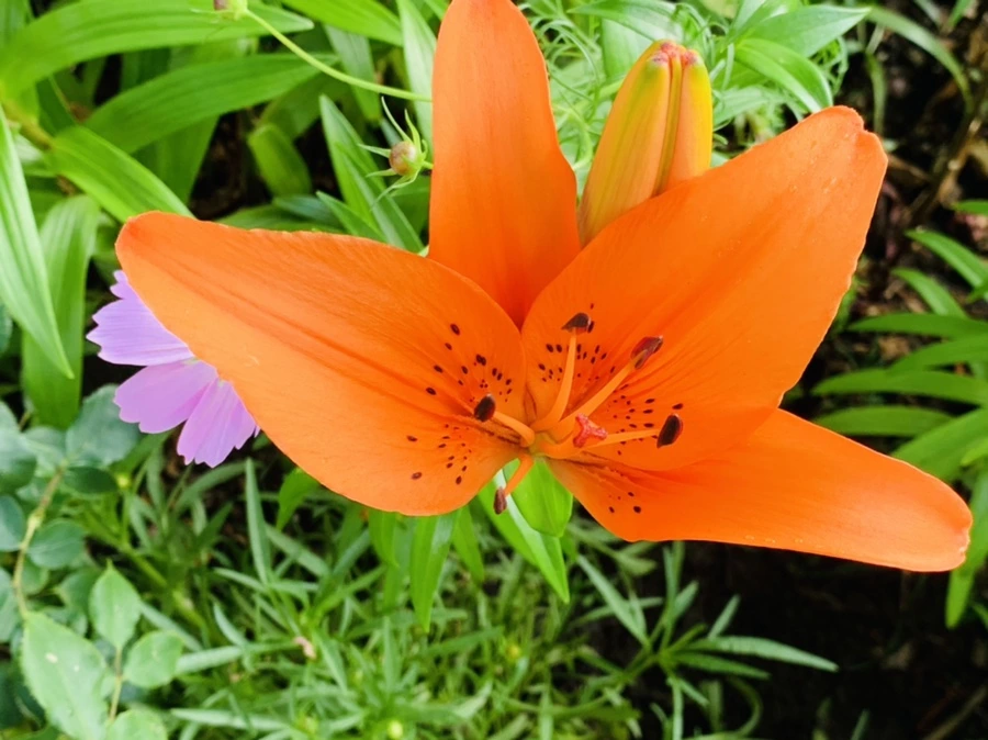 IMG_7300.jpg?type=w966