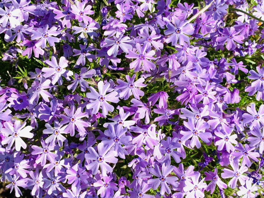 IMG_8221.jpg?type=w966