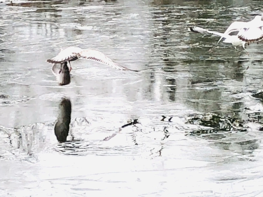 IMG_8990.jpg?type=w966