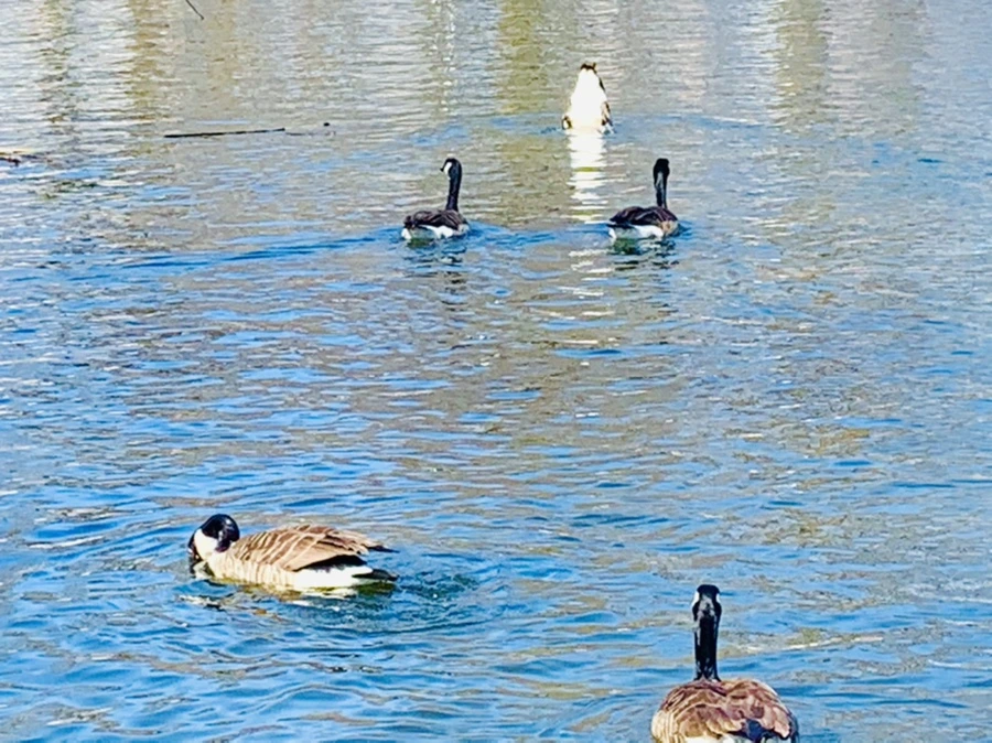 IMG_9904.jpg?type=w966