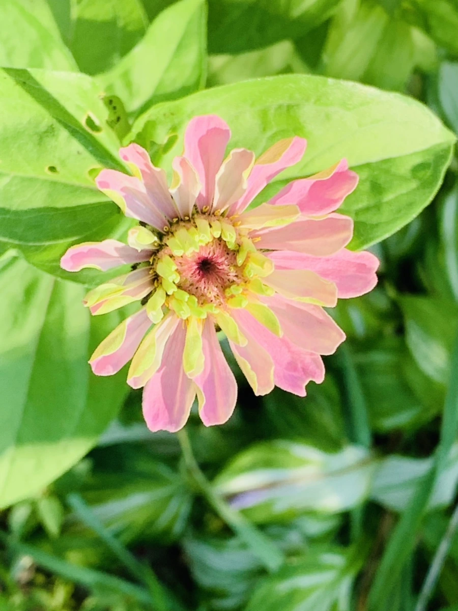 IMG_8721.jpg?type=w966